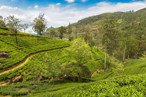 istock Tea plantations in Sri Lanka 1346274716