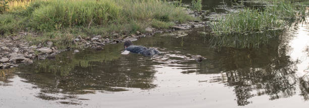 el cuerpo de un hombre que se ahogó yace boca abajo en el agua, el cuerpo sin vida de un joven asesinado en el río durante la marea baja al atardecer - wild abandon fotografías e imágenes de stock