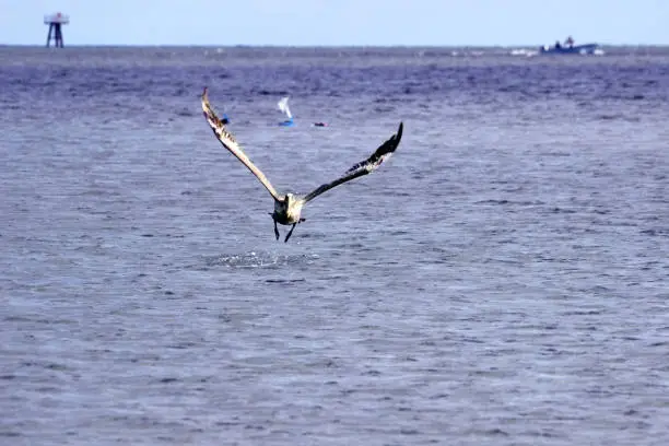 Pelican flying along waterway near Rachel Carson Preserve at Beaufort, North Carolina.