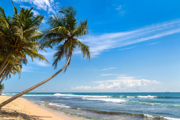 istock Dalawella Beach in  Sri Lanka 1346276430