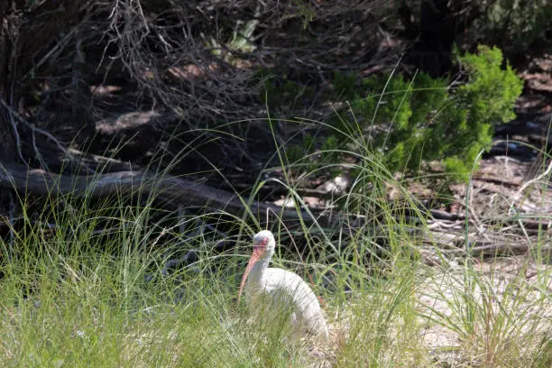 A shy Ibis peaks from behind marsh grass at Rachel Carson Preserve in Beaufort, North Carolina.