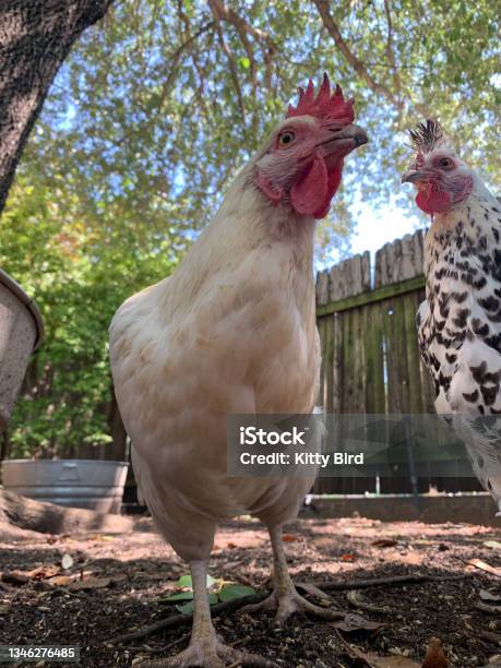 Yep Chickens Together Stock Photo - Download Image Now - Animal, Beak, Beaker