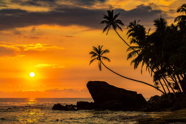 istock Dalawella beach in Sri Lanka 1346277298