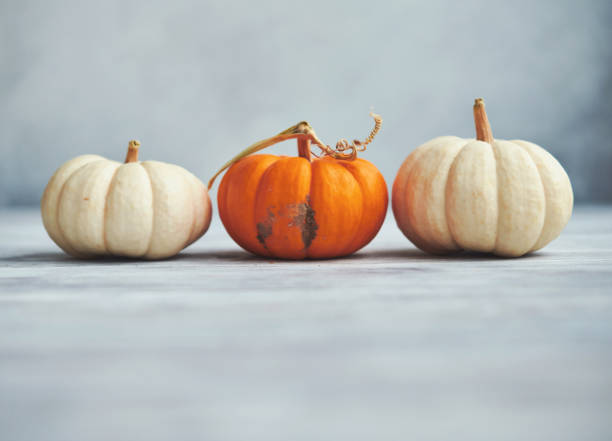 istock Pumpkin Collection on Rustic White Wood for Fall and Thanksgiving 1346279202