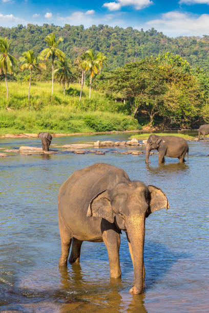 istock Herd of elephants in Sri Lanka 1346279951