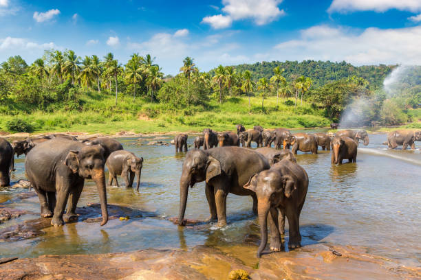 istock Herd of elephants in Sri Lanka 1346279956