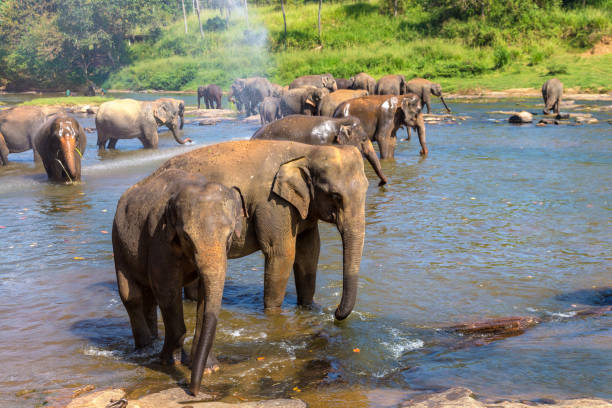 istock Herd of elephants in Sri Lanka 1346279964