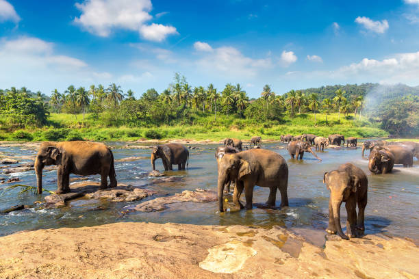 istock Herd of elephants in Sri Lanka 1346280004