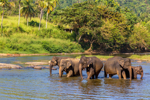 istock Herd of elephants in Sri Lanka 1346280011