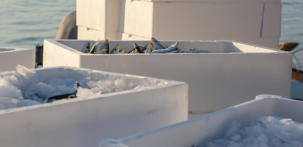 Fish lying in transportation styrofoam ice boxes ready for export.