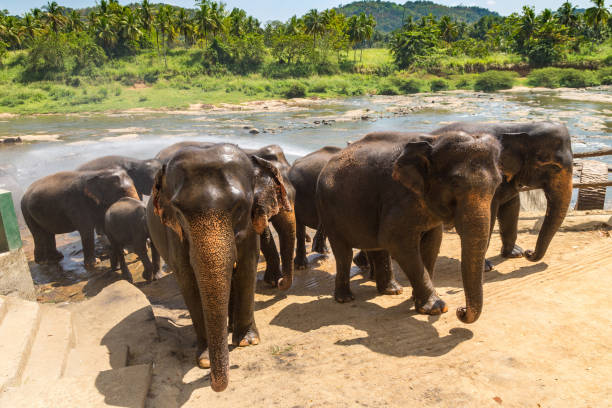 istock Herd of elephants in Sri Lanka 1346280060