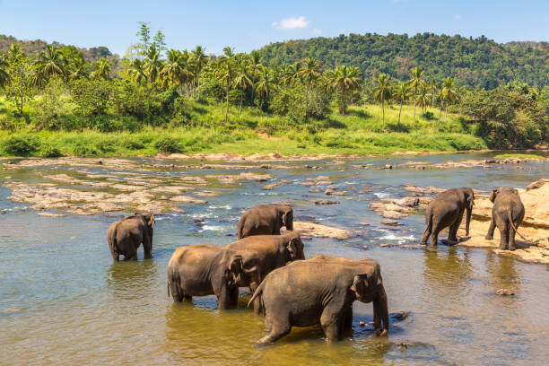 istock Herd of elephants in Sri Lanka 1346280074