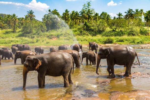 istock Herd of elephants in Sri Lanka 1346280191