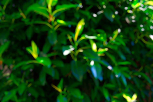istock Defocused dark leaves and sunlight 1346281852