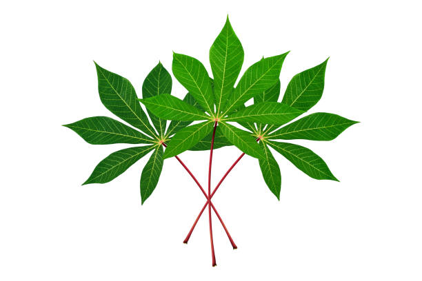 Three cassava leaves white background isolated closeup, fresh green cassava tree leaf on red stem, manioc plant branch, beautiful exotic tropical foliage, floral bunch, design element, raw for tapioca