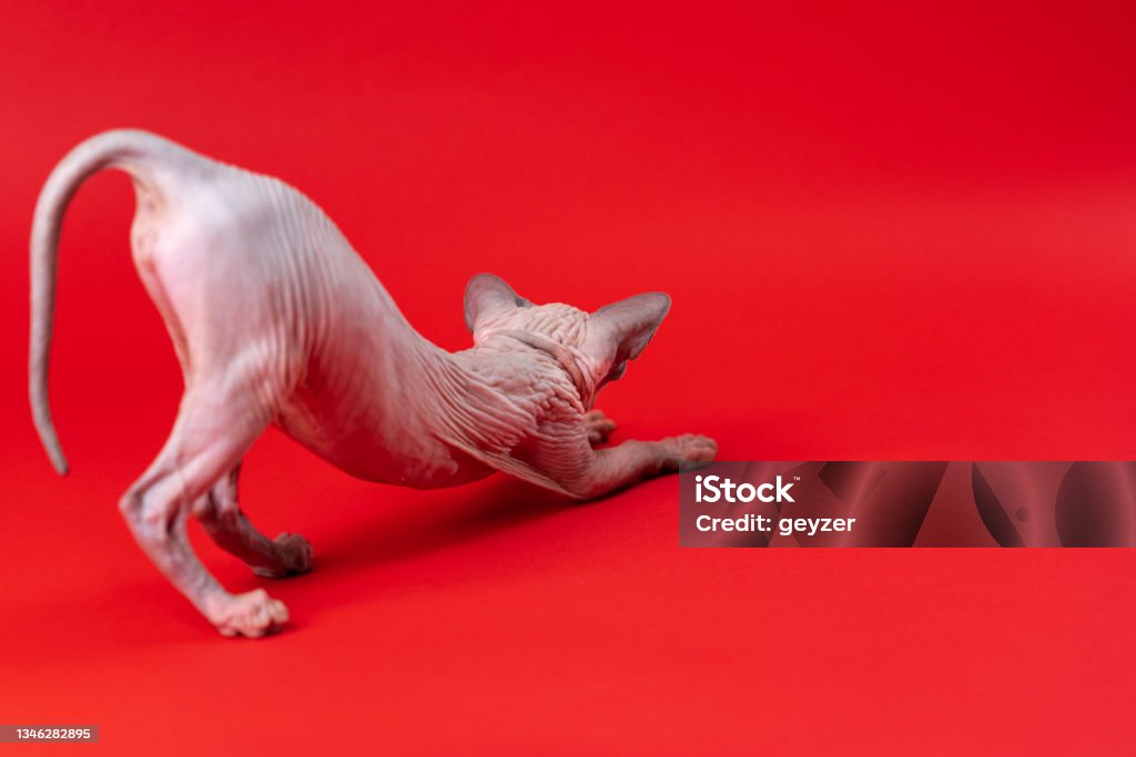 Sphynx Cat of blue mink and white on red background. Female four months old stretches after sleeping Canadian Sphynx Cat of blue mink and white color on red background. Funny hairless 4-month-old female kitten stretches after sleeping. Side view. Full length, studio shot. Animal Stock Photo