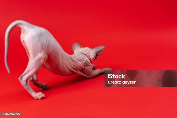 Sphynx Cat Of Blue Mink And White On Red Background Female Four Months Old Stretches After Sleeping Stock Photo - Download Image Now