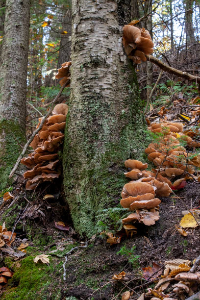 istock Mushroom Cluster at Waterfall Regional Park, Sainte-Beatrix, Quebec, Canada 1346283432