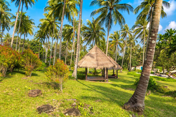 беседка на роскошном тропическом курорте - thailand surat thani province ko samui coconut palm tree стоковые фото и изображения