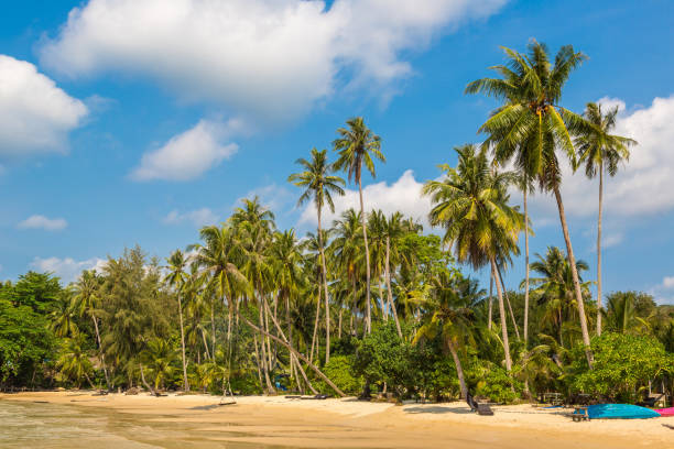 istock Tropical beach at summer day 1346284488