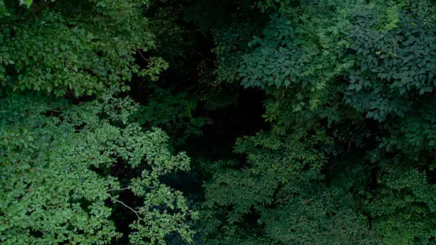 Aerial view of forest and wood in Fujino, Kanagawa, Japan.