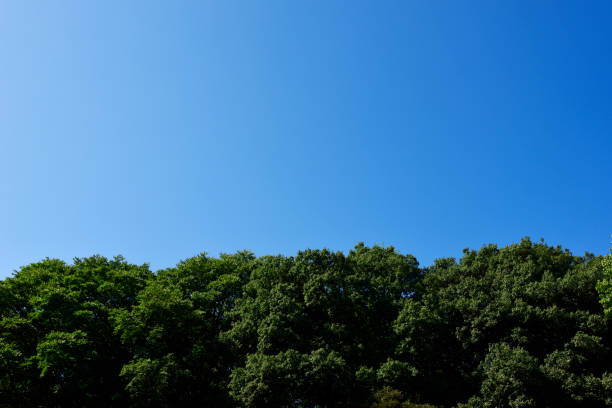 istock Looking up at a natural border of treetops 1346286056