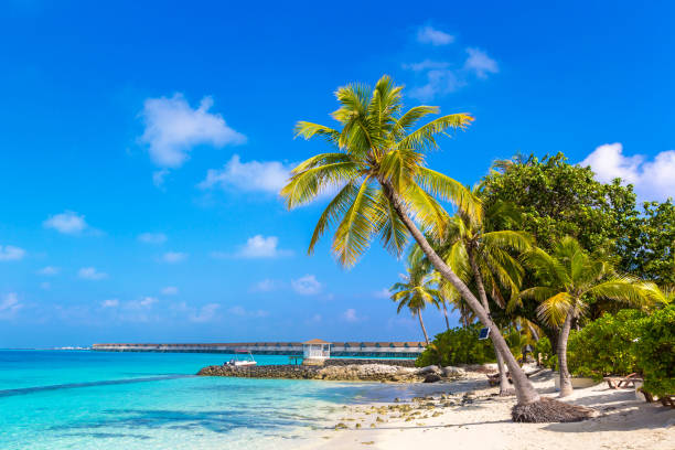 istock Tropical beach in the Maldives 1346286081