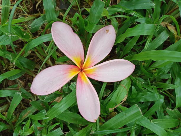 istock pink flower Frangipani on grass 1346287875
