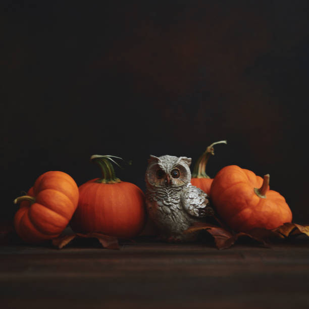 Cute Owl with Pumpkins for Thanksgiving and Fall