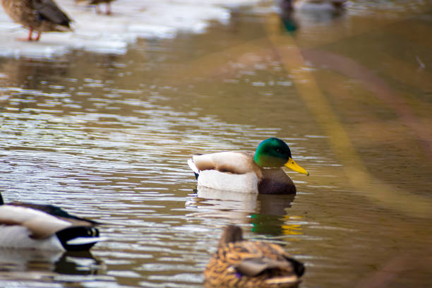 istock Wild duck swimming in a pond 1346288770