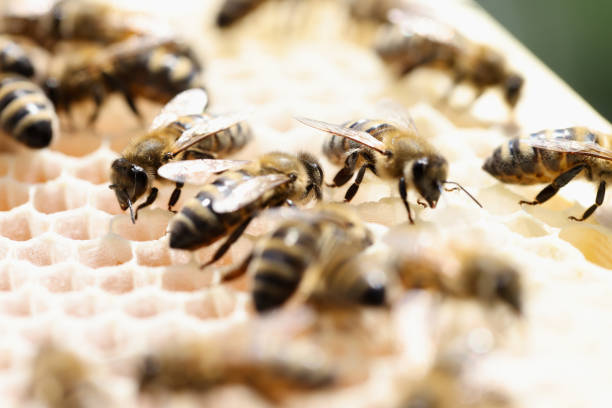 istock Closeup of many honey bees on combs 1346291873