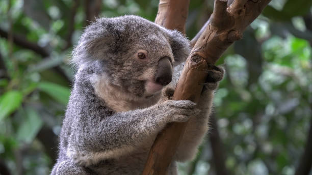 istock koala, sitting in a tree, facing the camera at blackbutt nature reserve 1346294740