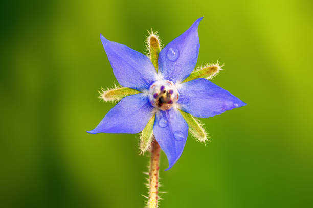 istock strong blue borage bloom in the morning light 1346294860