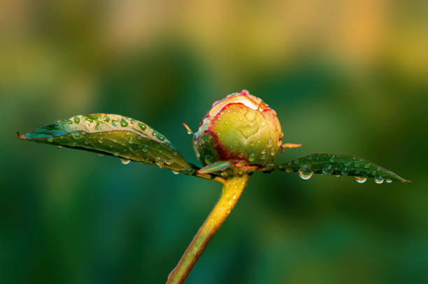A detailed and vibrant view of a peony flower bud amid green foliage and a blurred background. Capturing the essence of nature's beauty and growth.