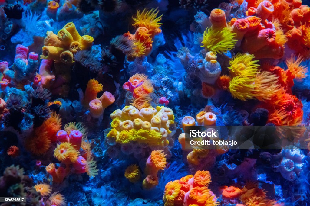 Coral reef A colourful coral reef seen at a day dive. Incredibly vibrant colors. Reef Stock Photo
