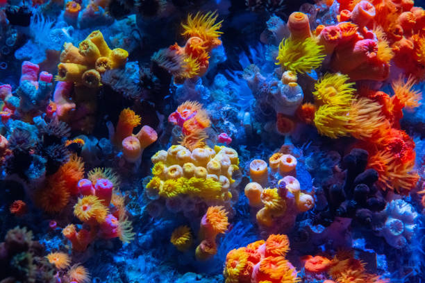 Coral reef A colourful coral reef seen at a day dive. Incredibly vibrant colors. atoll photos stock pictures, royalty-free photos & images