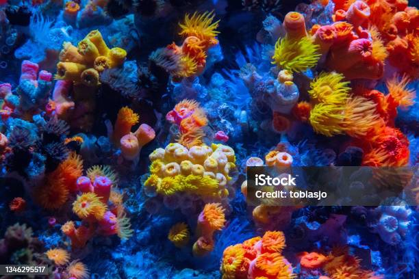 Coral Reef Stock Photo - Download Image Now - Reef, Multi Colored, Fish