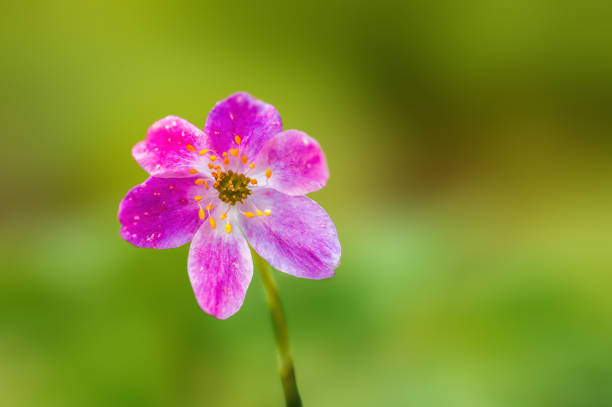 istock delicate purple wood anemone flowers in a forest 1346295628