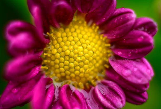 Chrysanthemum 'bodeka' single-type flower close-up macro photograph. The beautiful structure of the golden yellow flower head and the purple petals around it. Dewdrops on the flower petals.