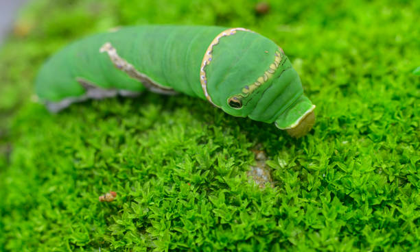 Green caterpillar on wooden trunk.