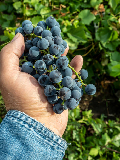 istock brush of grapes in a man's hand 1346296512