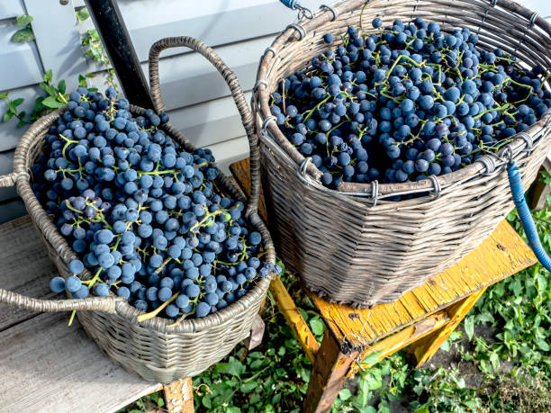 istock baskets with grapes near the grape bush 1346296519