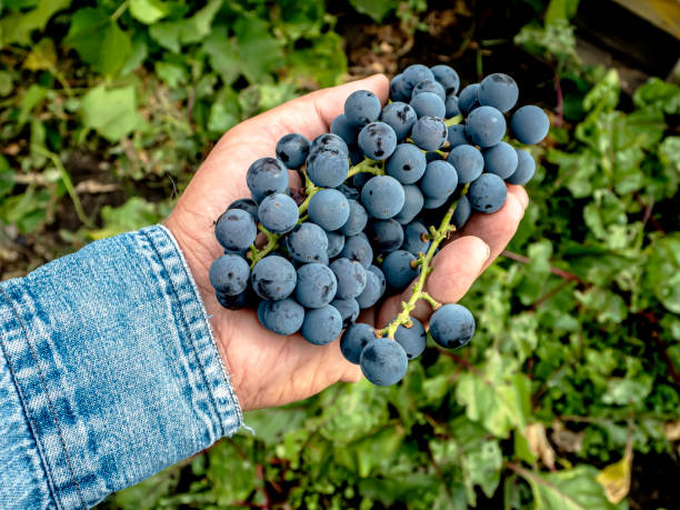 istock brush of grapes in a man's hand 1346296520