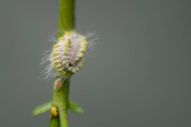 mealybug, a small sap-sucking scaly insect close-up macro photograph.