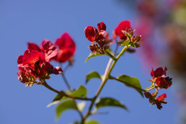 Beautiful flower in the nature