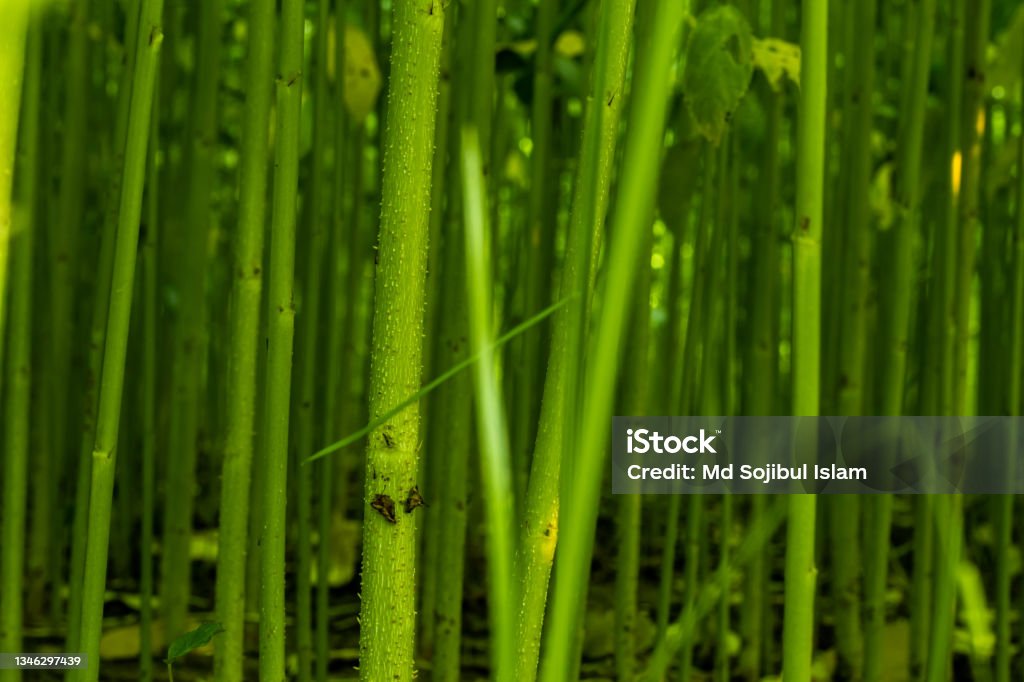 Jute is extracted from the bark of the white jute plant Jute is extracted from the bark of the white jute plant and jute sticks are used as fueling and fencing materials in the rural areas of jute Rattan Stock Photo