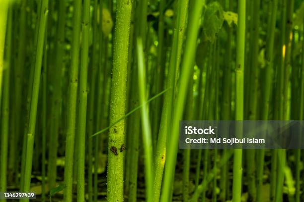 Jute Is Extracted From The Bark Of The White Jute Plant Stock Photo - Download Image Now