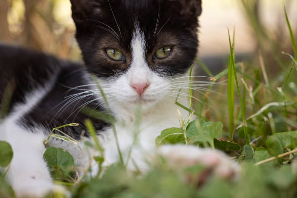 istock portrait of a cute cat 1346297498