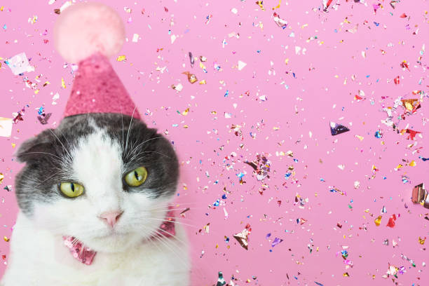 istock Cute fold cat in a party birthday hat, copy space. 1346297505