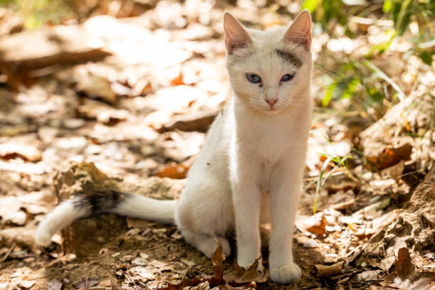 portrait of a cute cat